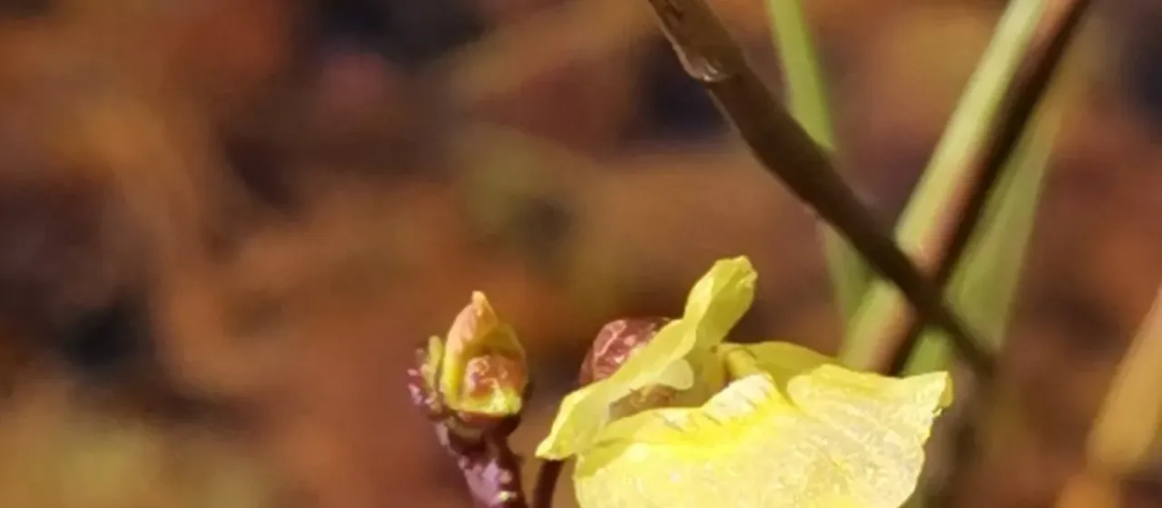 Bremi's bladderwort