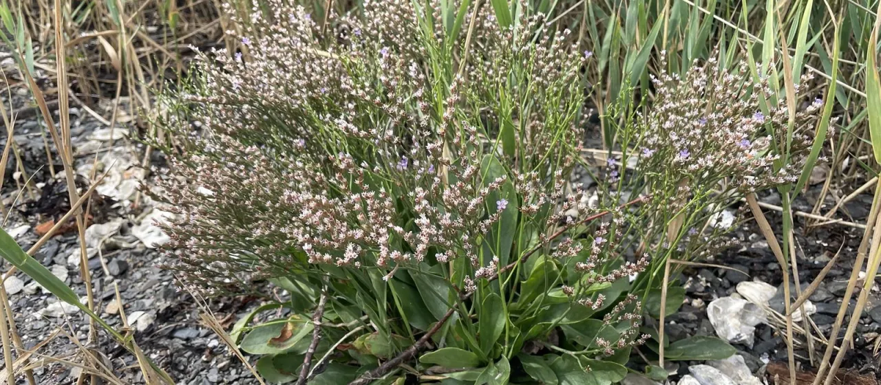 Low sea lavender