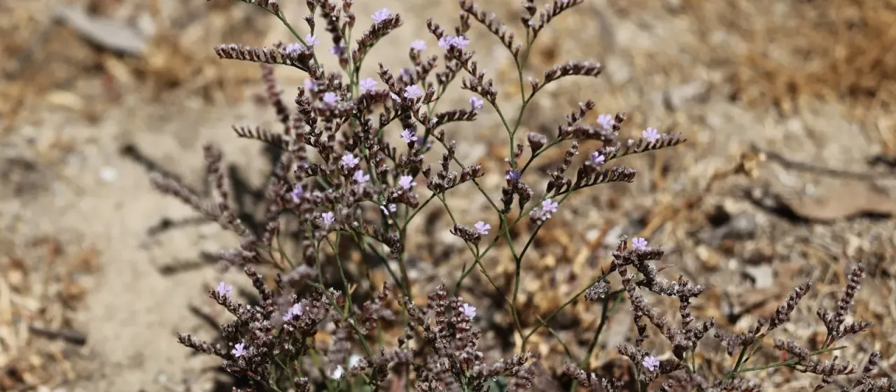 Limonium duriusculum
