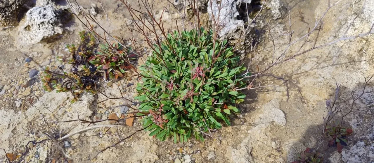 Limonium virgatum