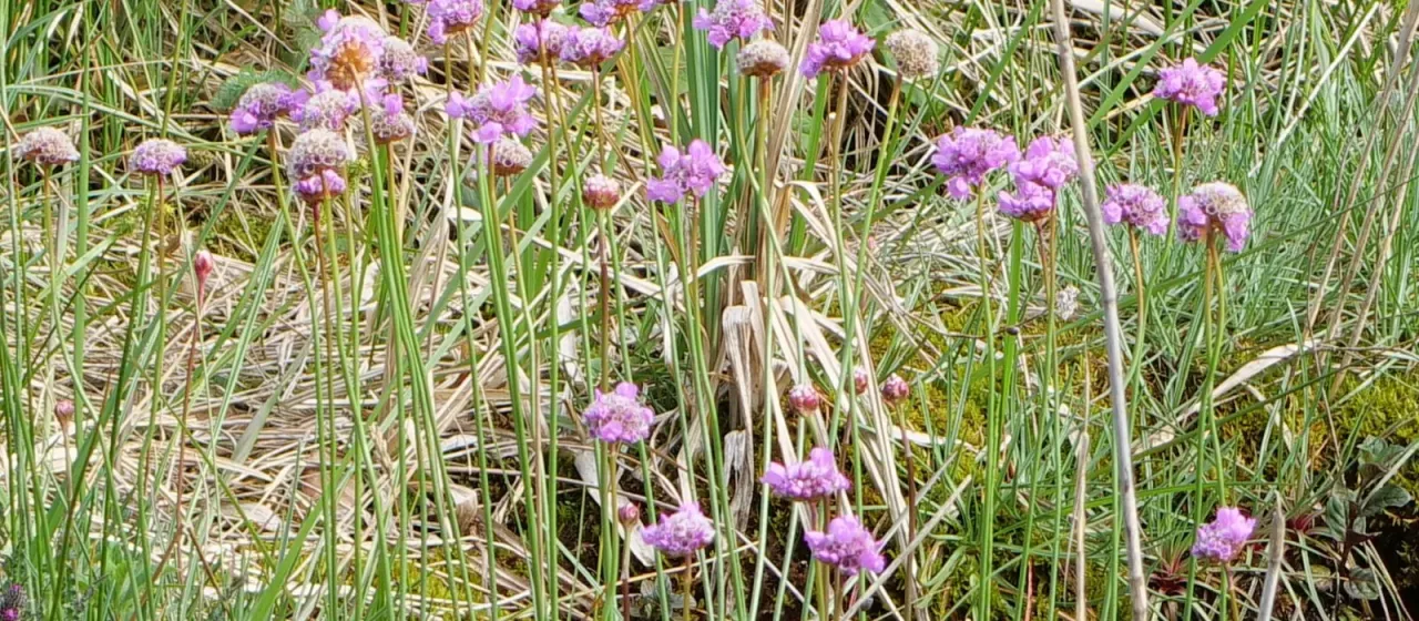 Sea thrift