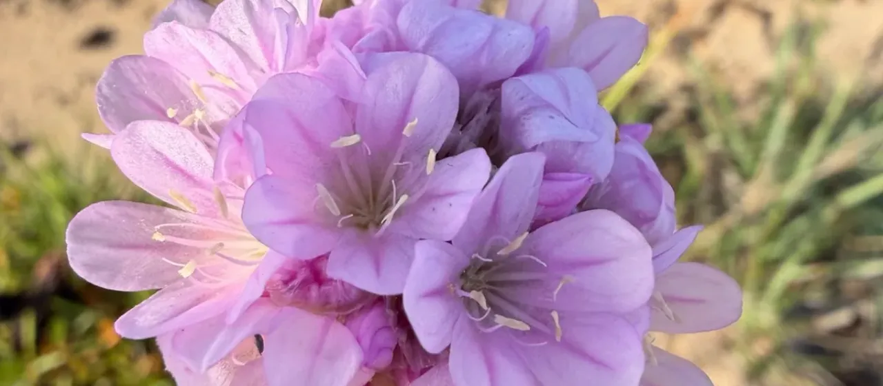 Spiny thrift