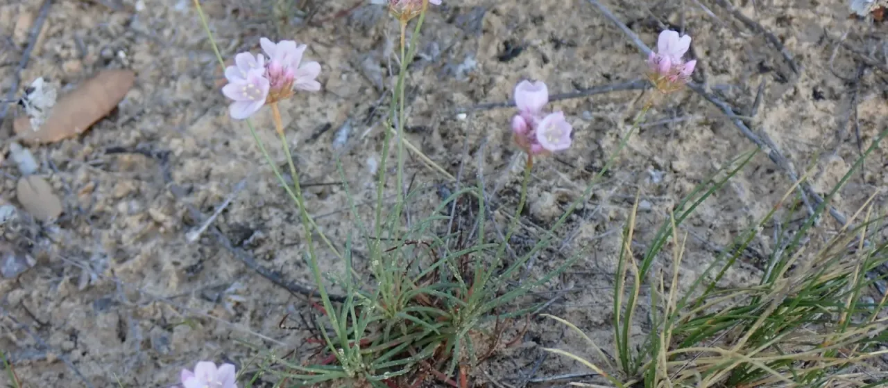 Armeria girardii