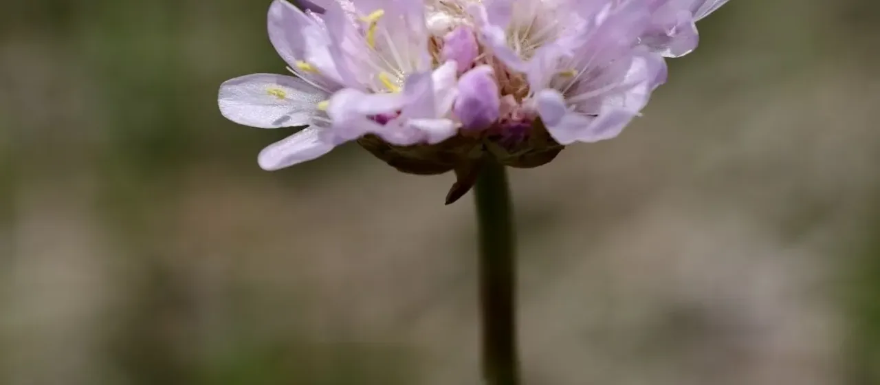 Armeria canescens