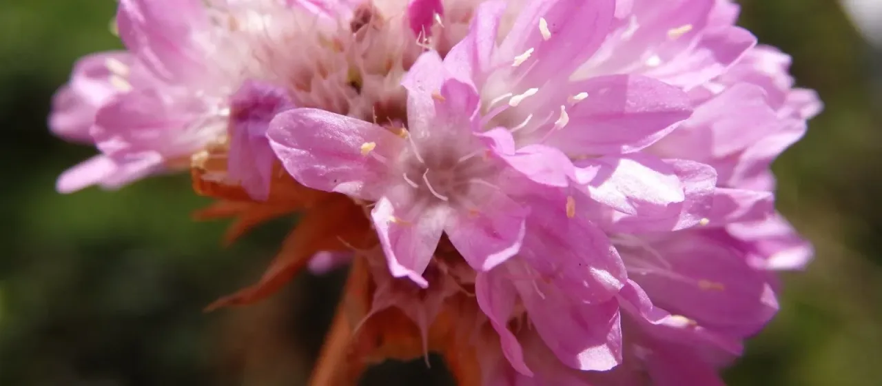 Armeria beirana