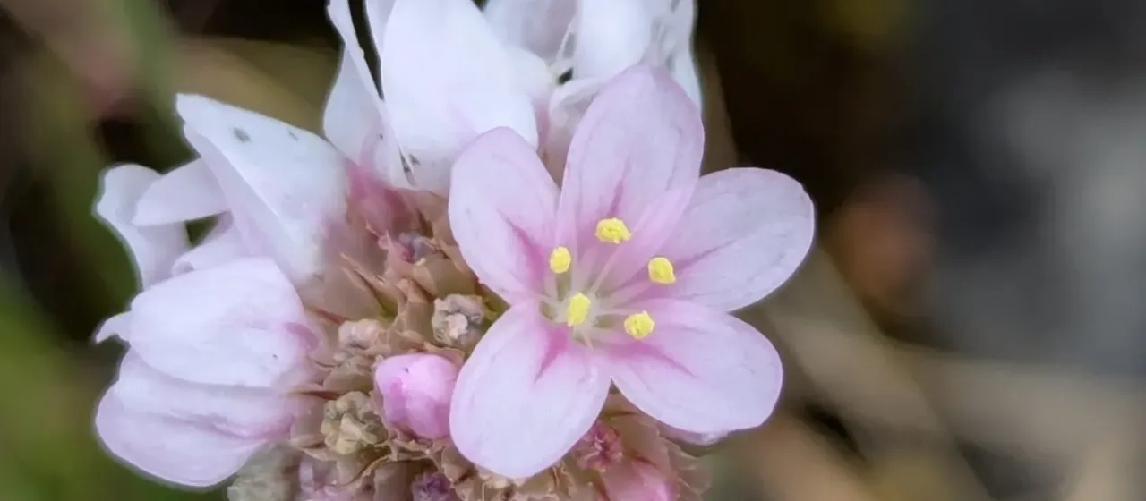 Sand thrift