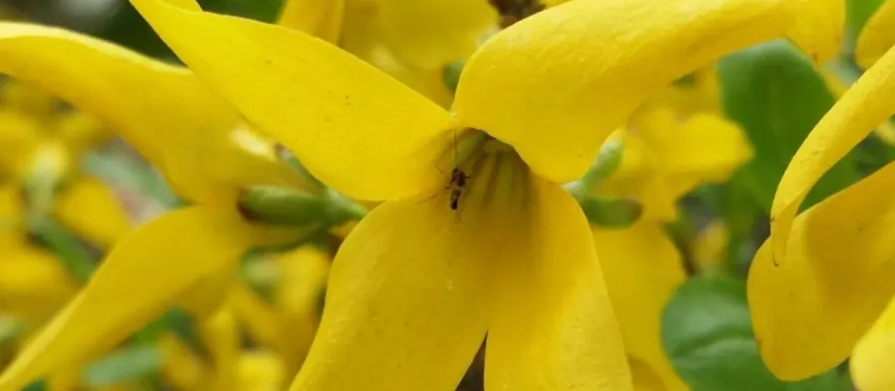 Korean forsythia