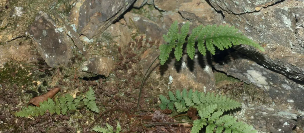 Dennstaedtia hirsuta