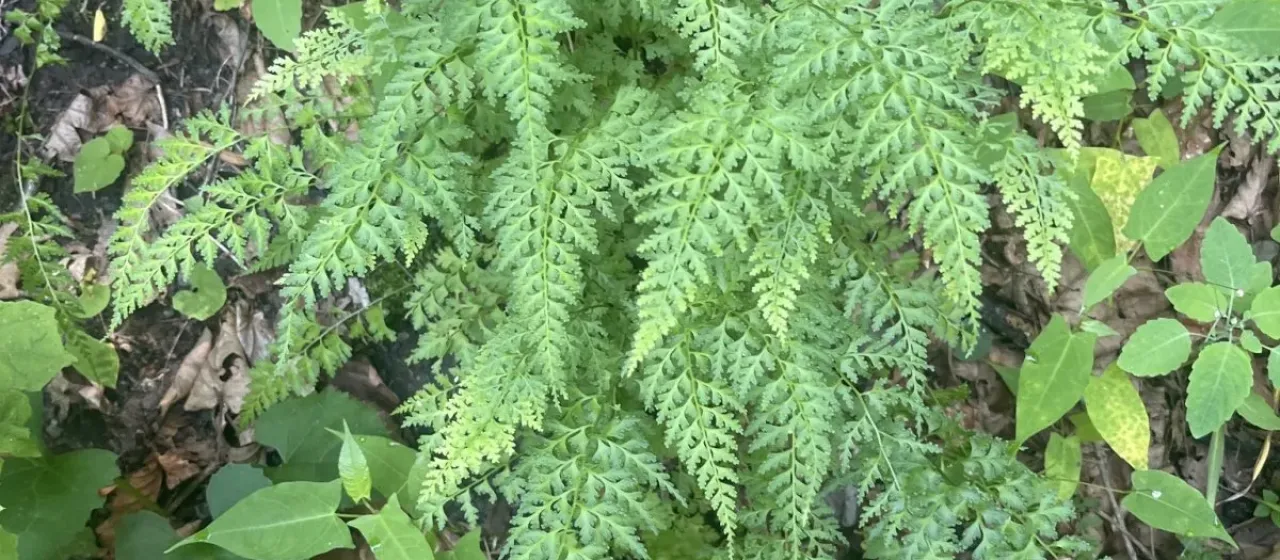 Dennstaedtia wilfordii
