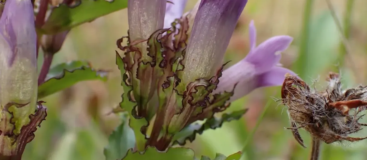 Fringed gentianella
