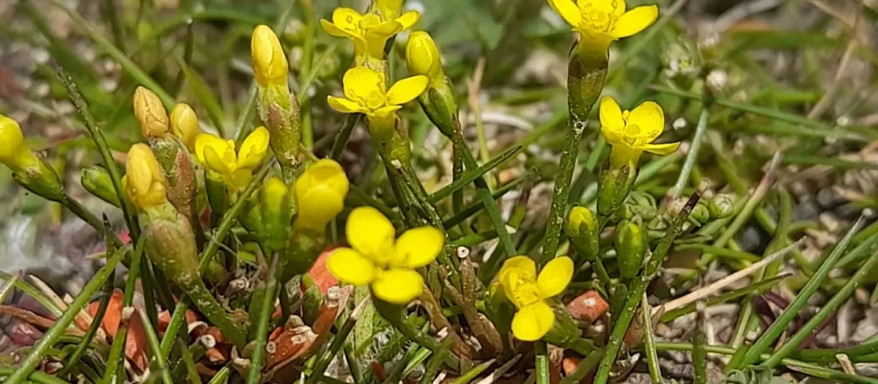 Yellow centaury