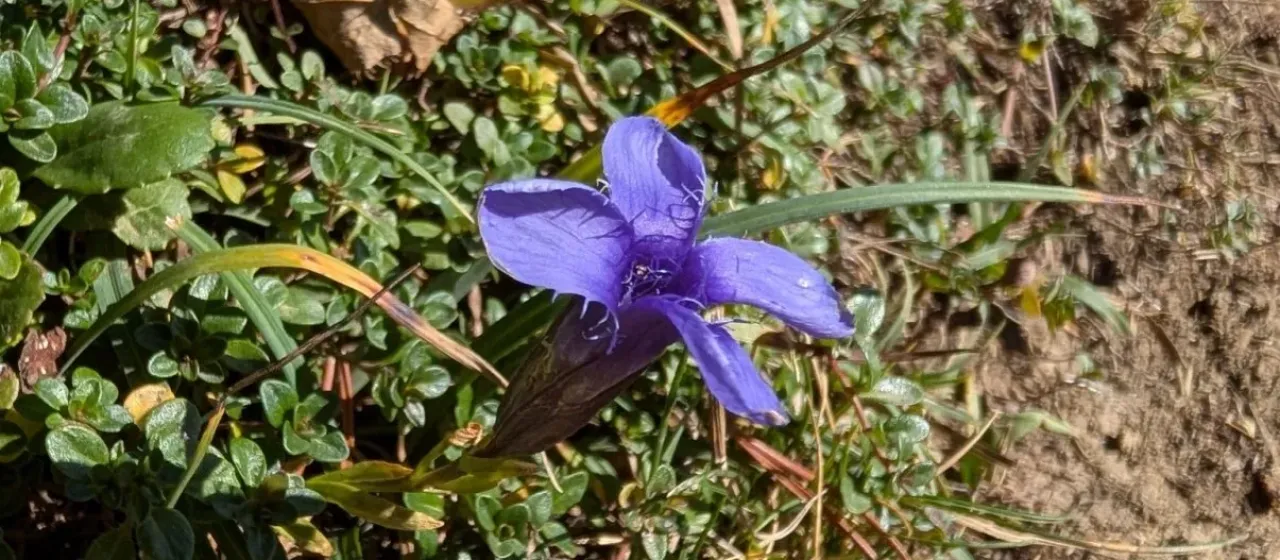 Fringed gentian