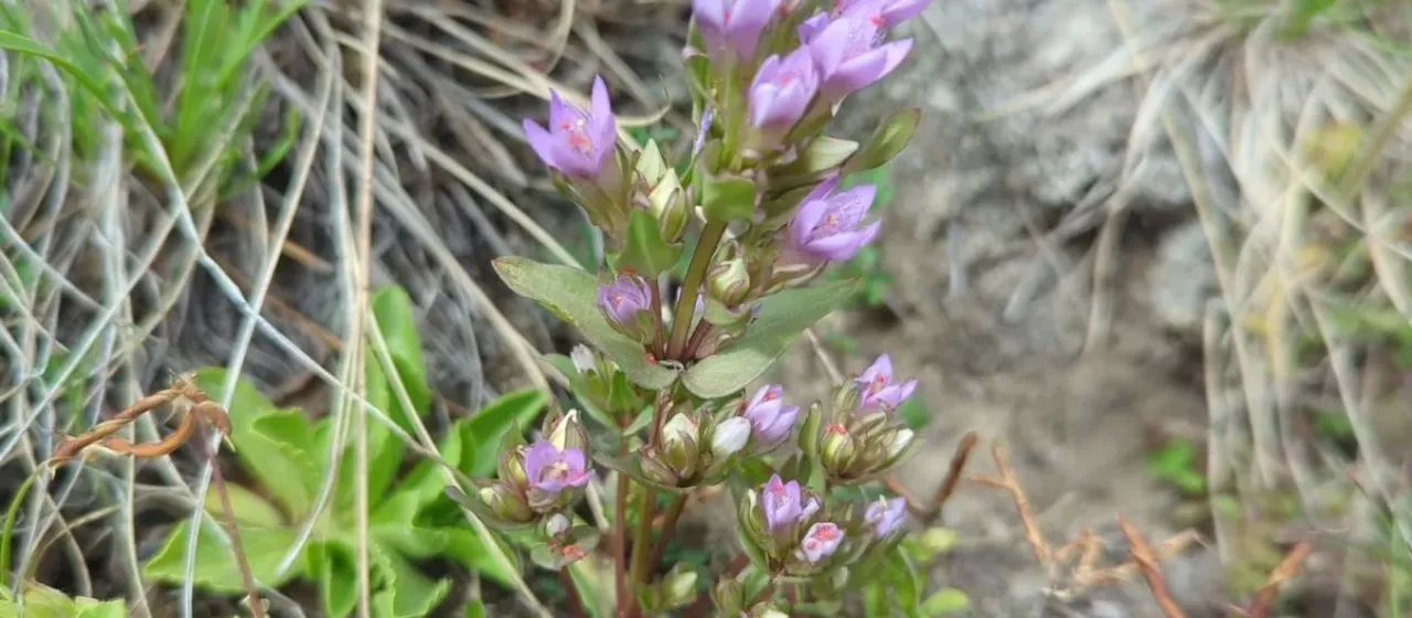 Branched gentian