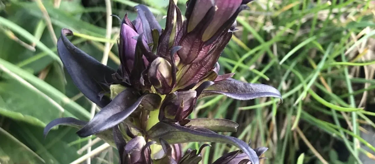 Insubrian gentianella