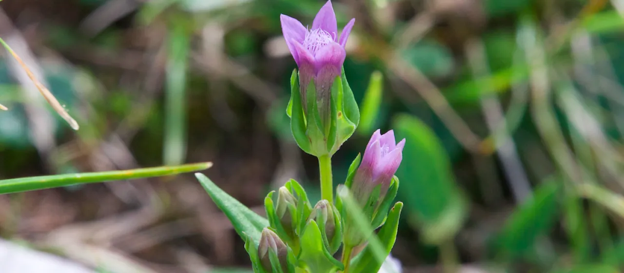 Engadine Gentianella