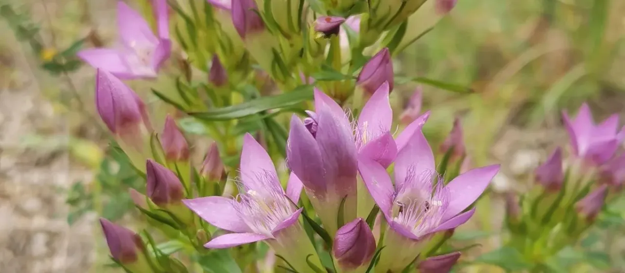 Austrian Gentianella