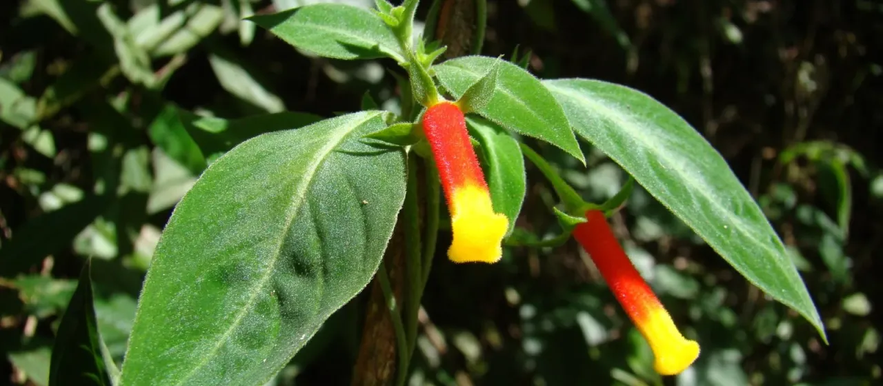 Manettia luteorubra