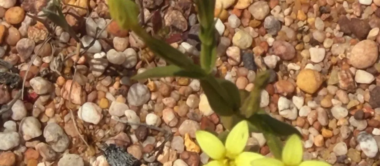 Yellow centaury