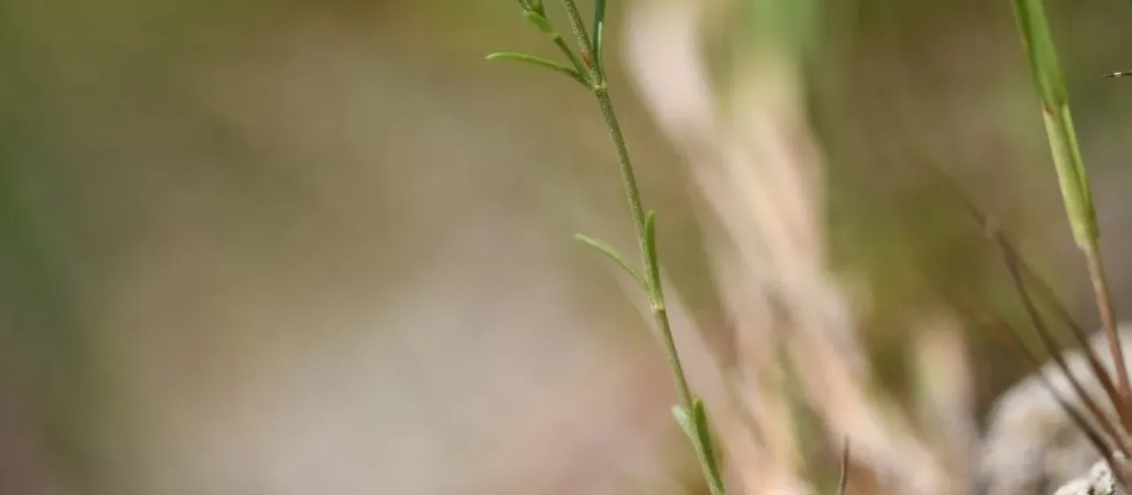 Favarger's centaury
