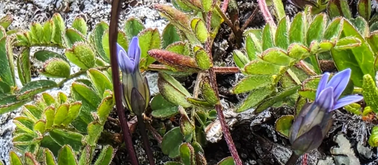 Slender gentian
