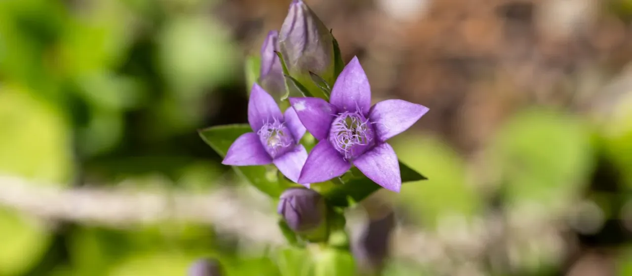 Gentianella anisodonta