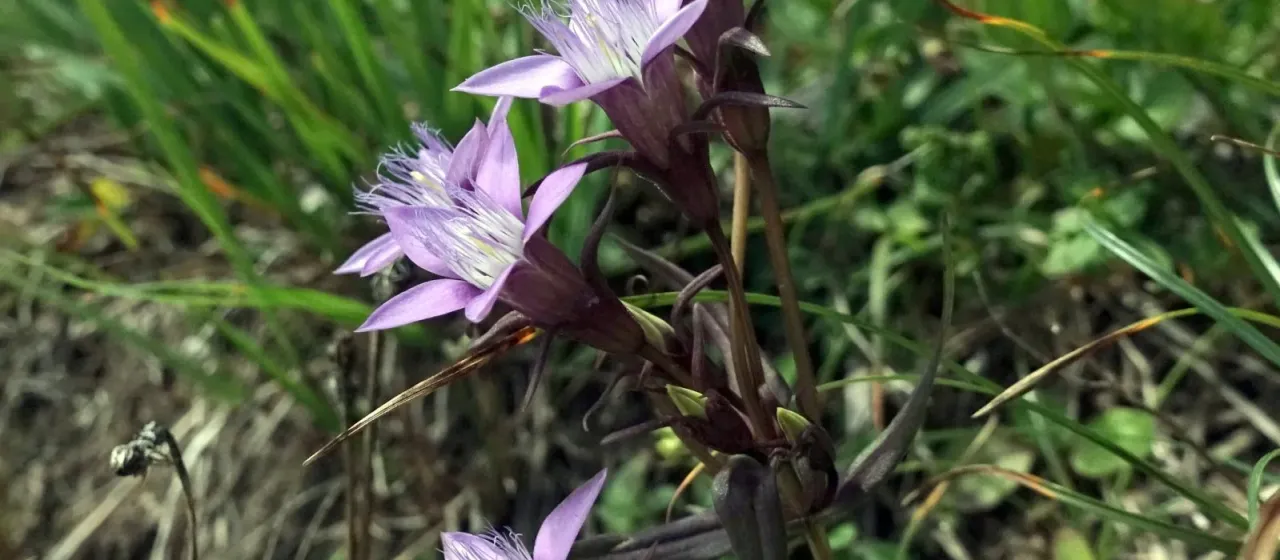 Rough Gentian