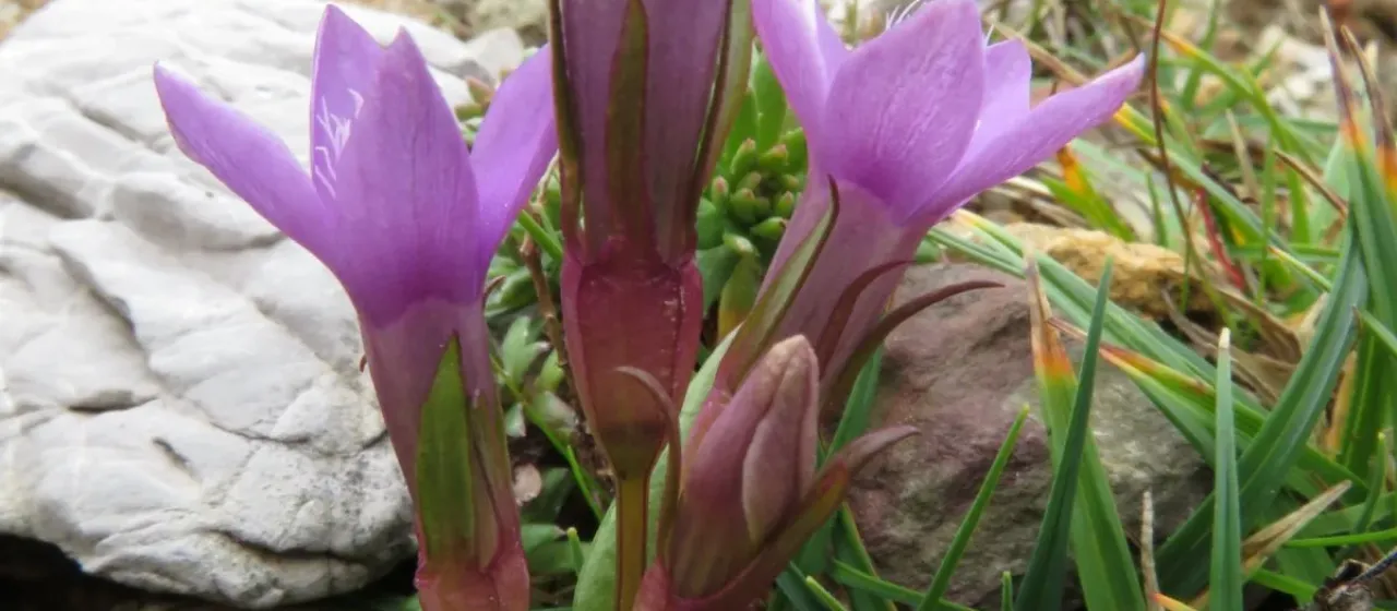 Yellowish gentianella