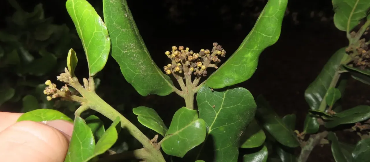 Beilschmiedia miersii