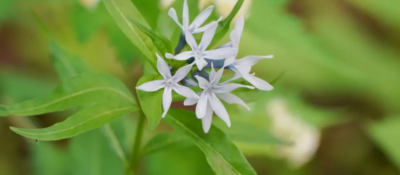 Amsonia elliptica