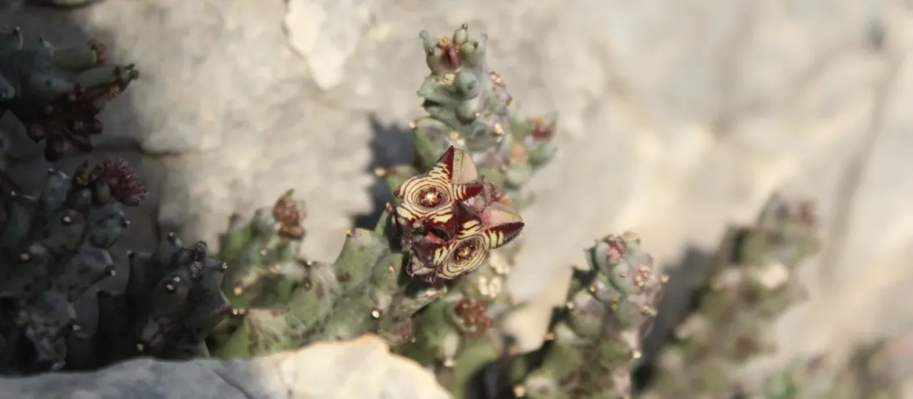 European caralluma