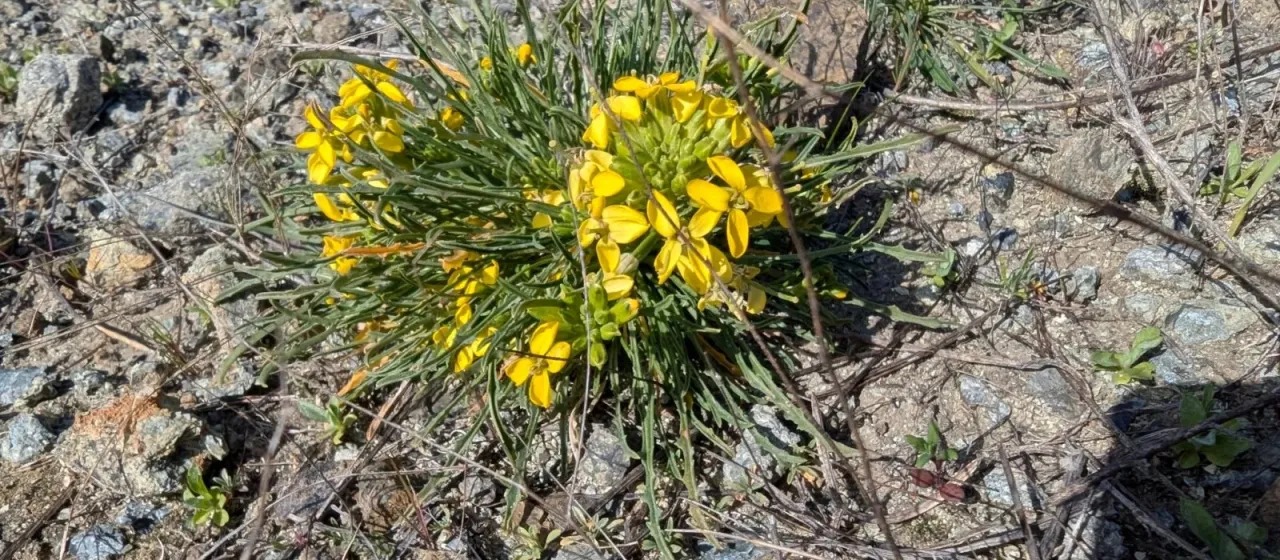 Siberian Wallflower