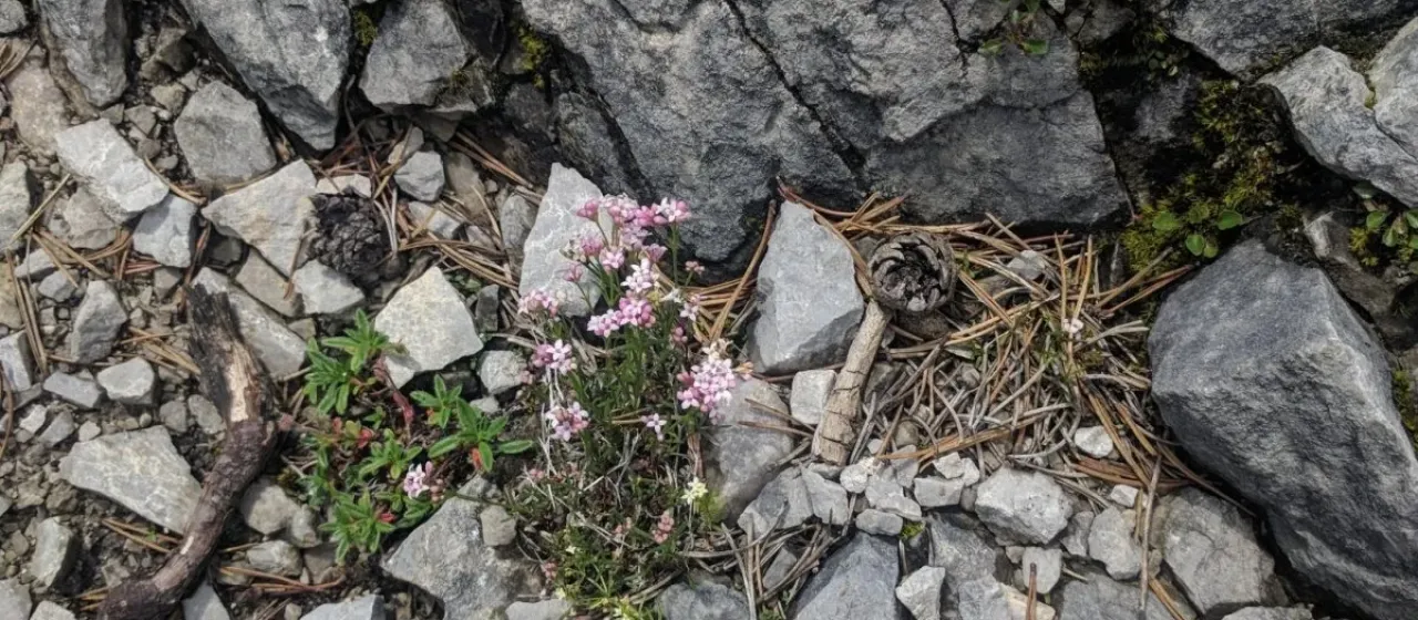 Neilreich's woodruff