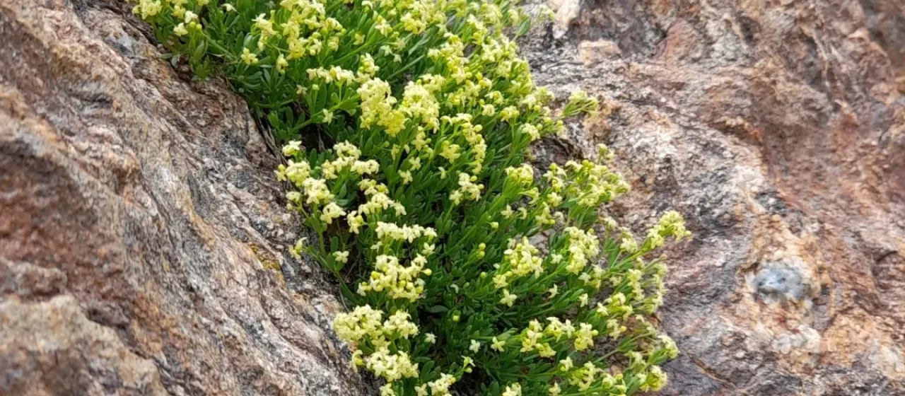 Galium tendae