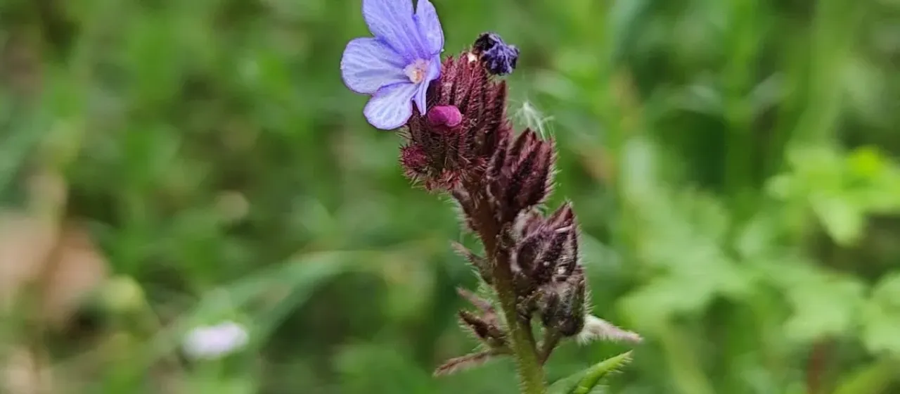 Cretan Alkanet