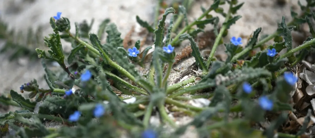 Anchusa crispa