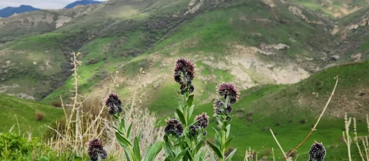 Solenanthus stamineus
