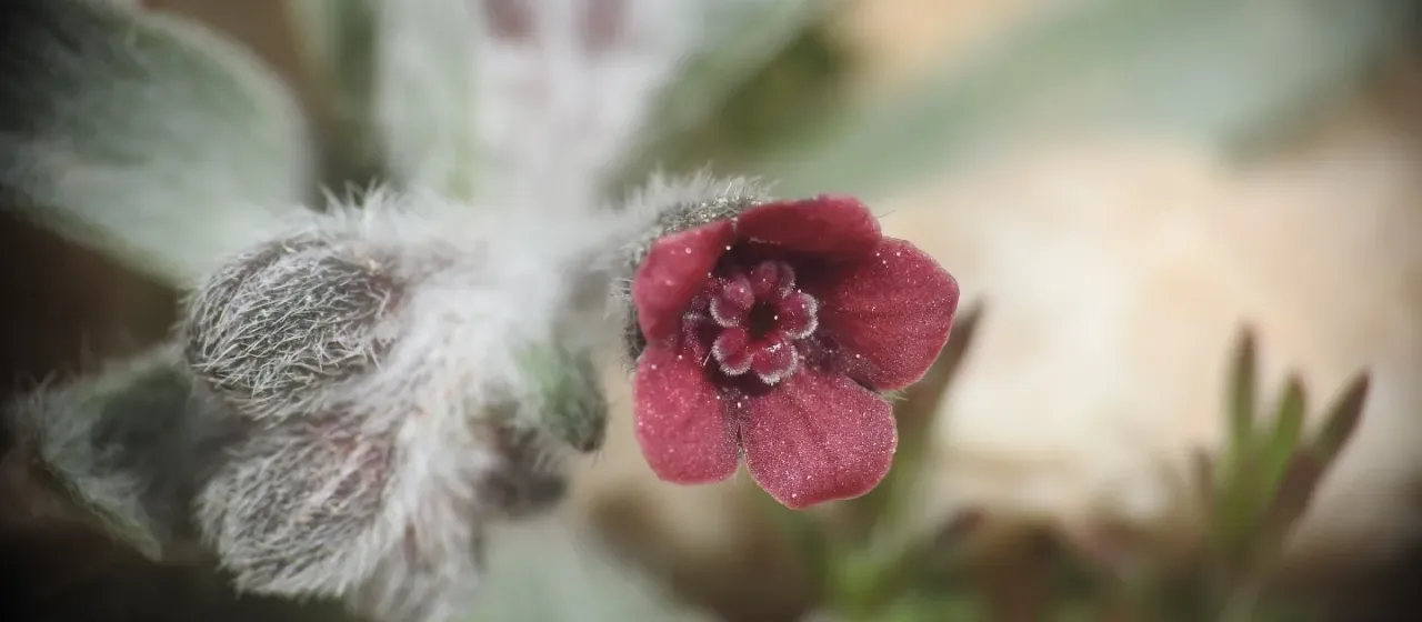 Paracaryum lithospermifolium