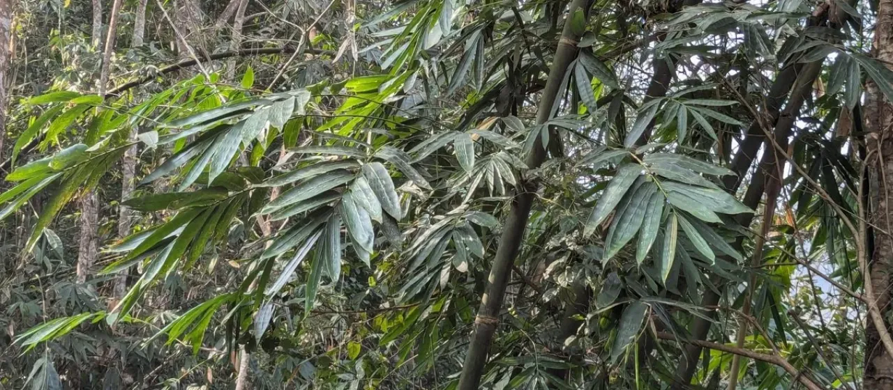 Dendrocalamus hamiltonii
