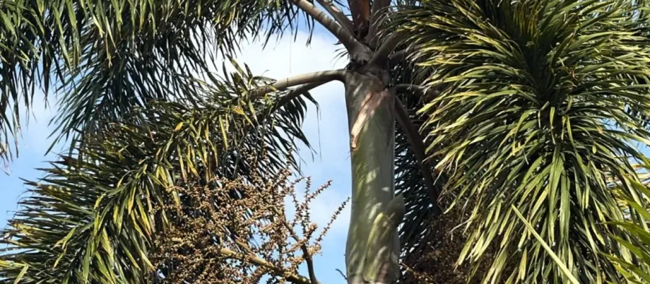 Foxtail palm