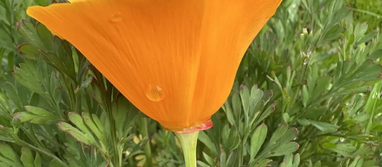 California poppy