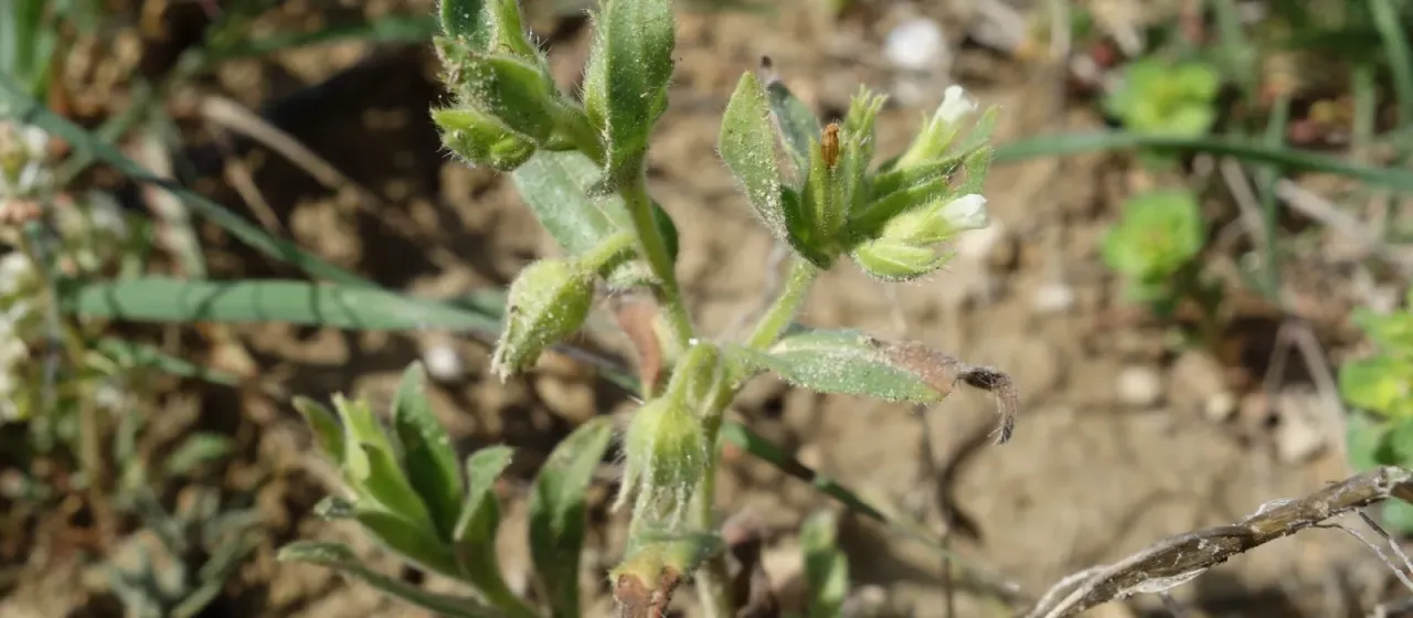 Nonea pallens