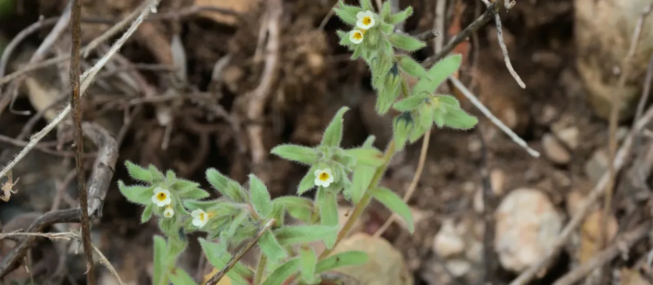 Alkanna corcyrensis