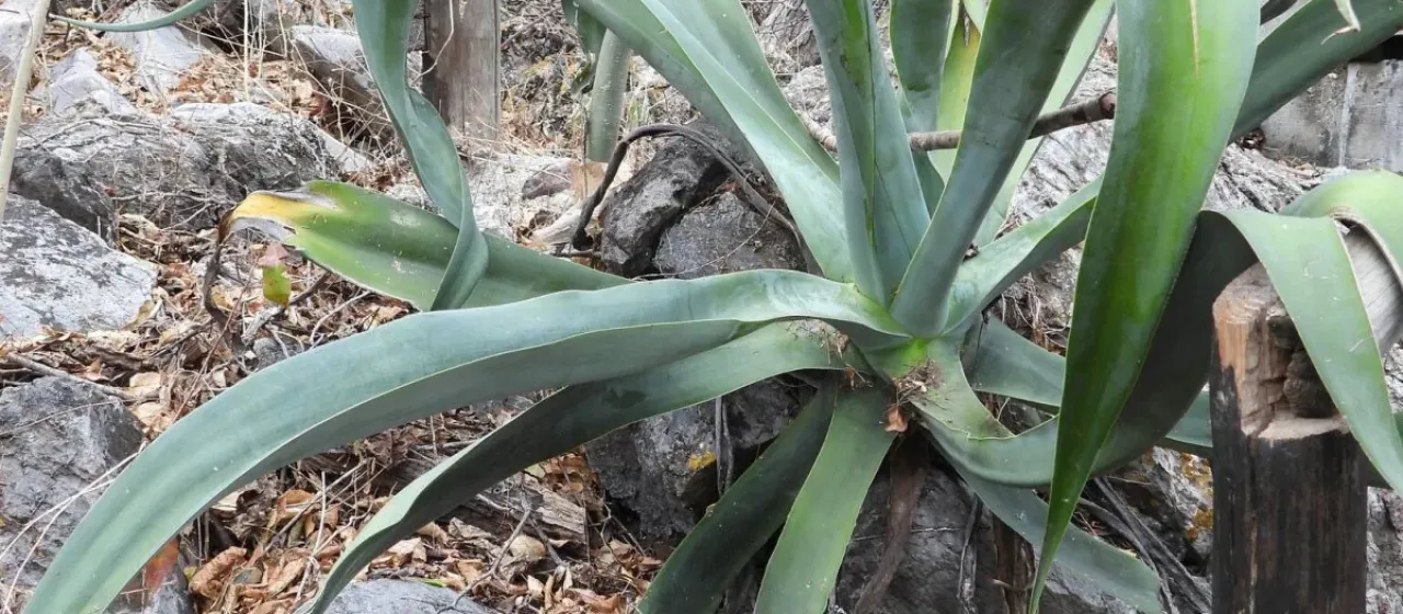 Octopus Agave
