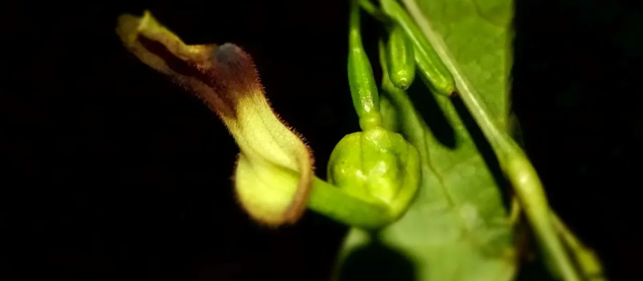 Aristolochia albida