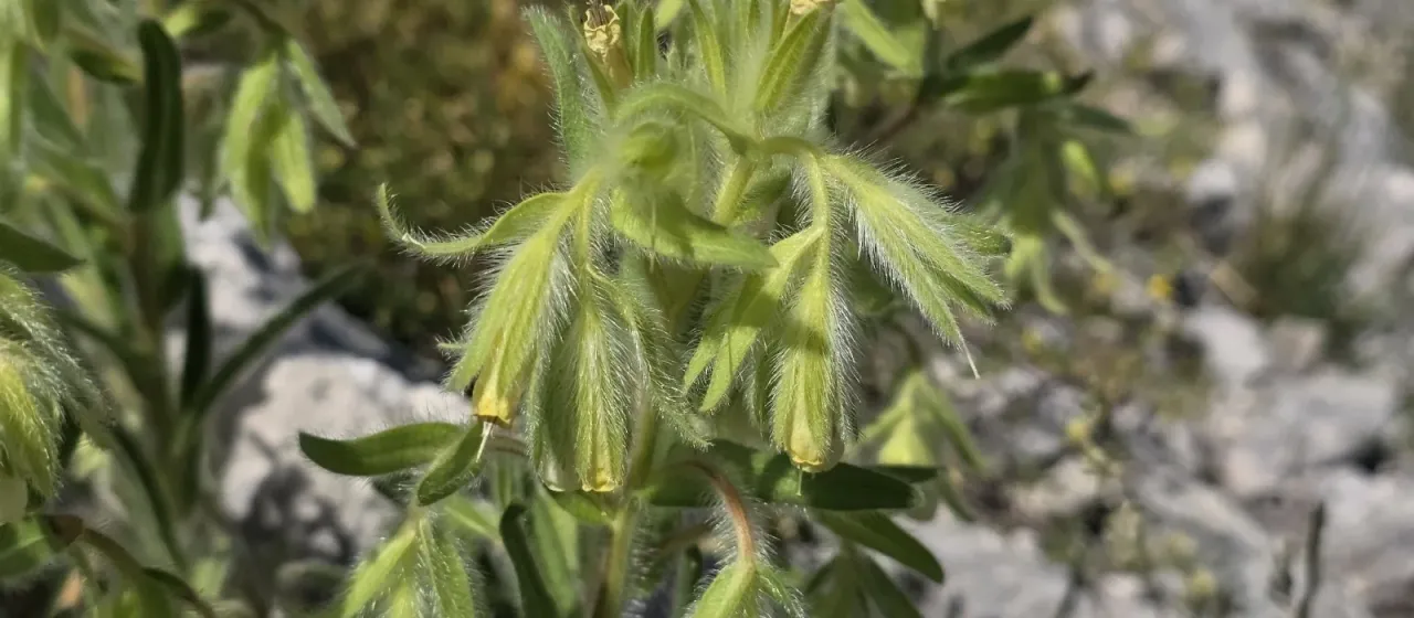 Onosma visianii