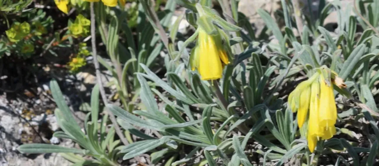 Onosma taurica
