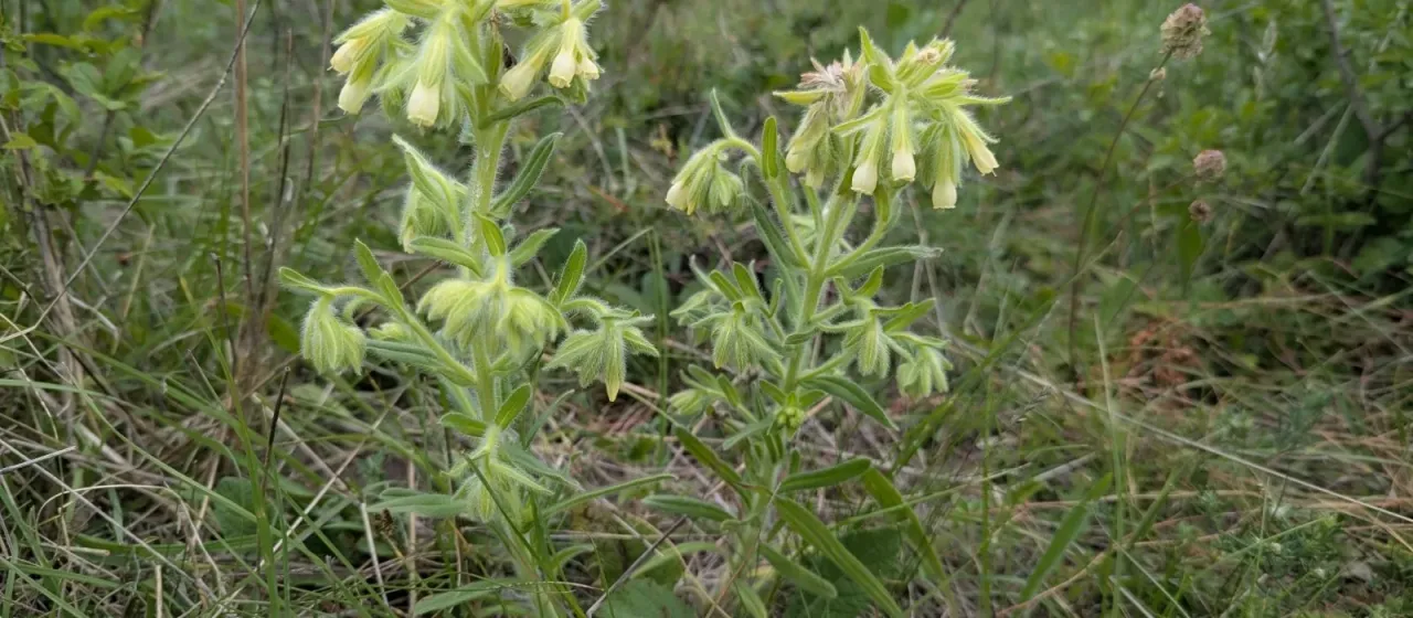 Onosma arenaria