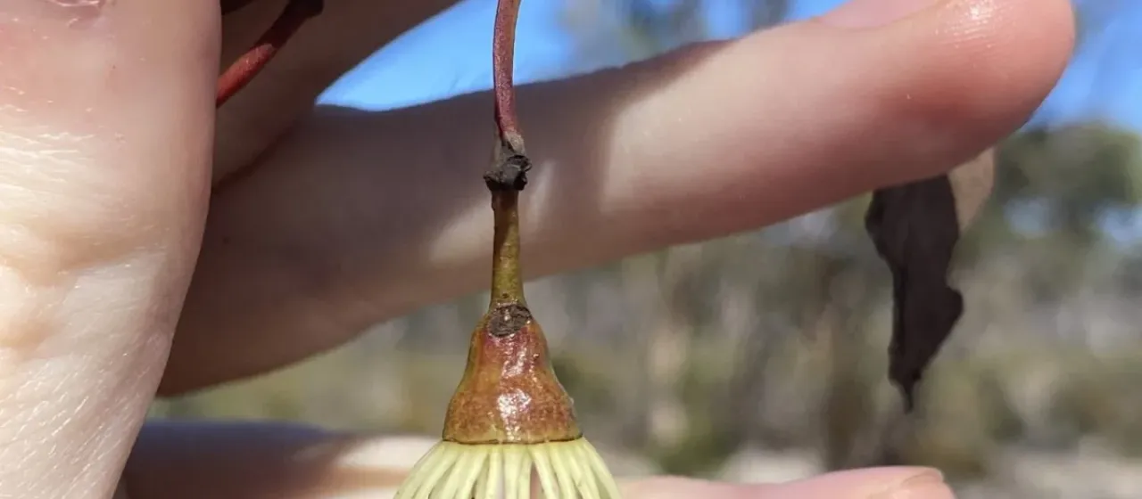 Brown mallet