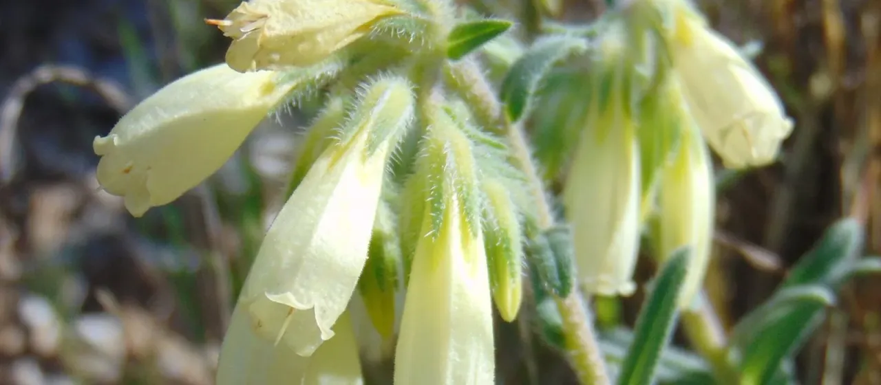 Onosma echioides