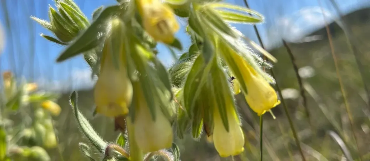 Onosma fastigiata